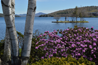 Meredith, NH - Indian Island, Birches, and Flowers